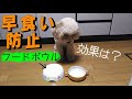 早食いの犬に、早食い防止フードボウル使ってもらったら・・・