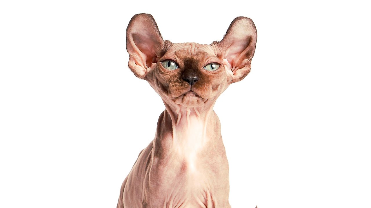 Эльф кот