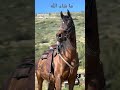 أعدوا ما استطعتم   خيل