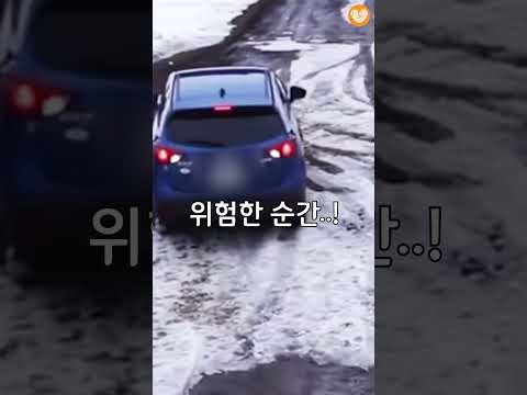 후진하는 차에 치일뻔한 아기강아지 구하는 어미개 #shorts