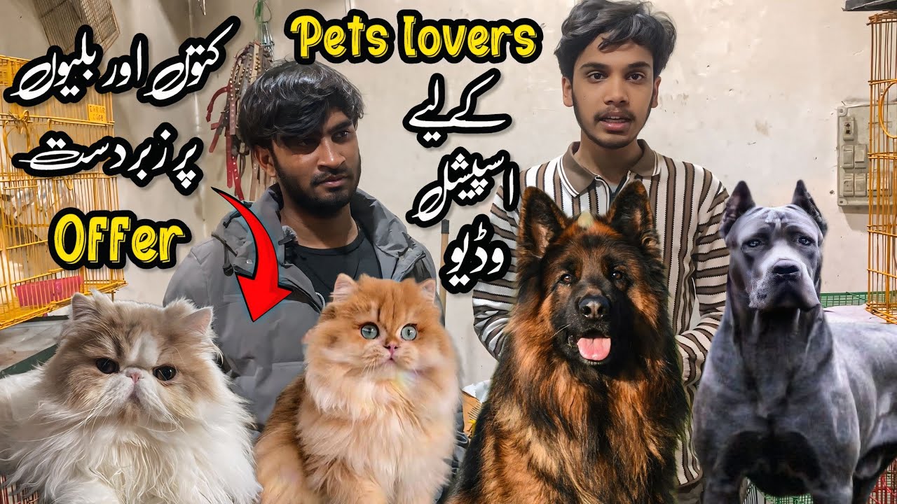 Biggest Dog And Cats Shop | Dog Market Rawalpindi | Shahzain Animals Vlogs 