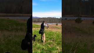 Pointing lab retriever upland hunting