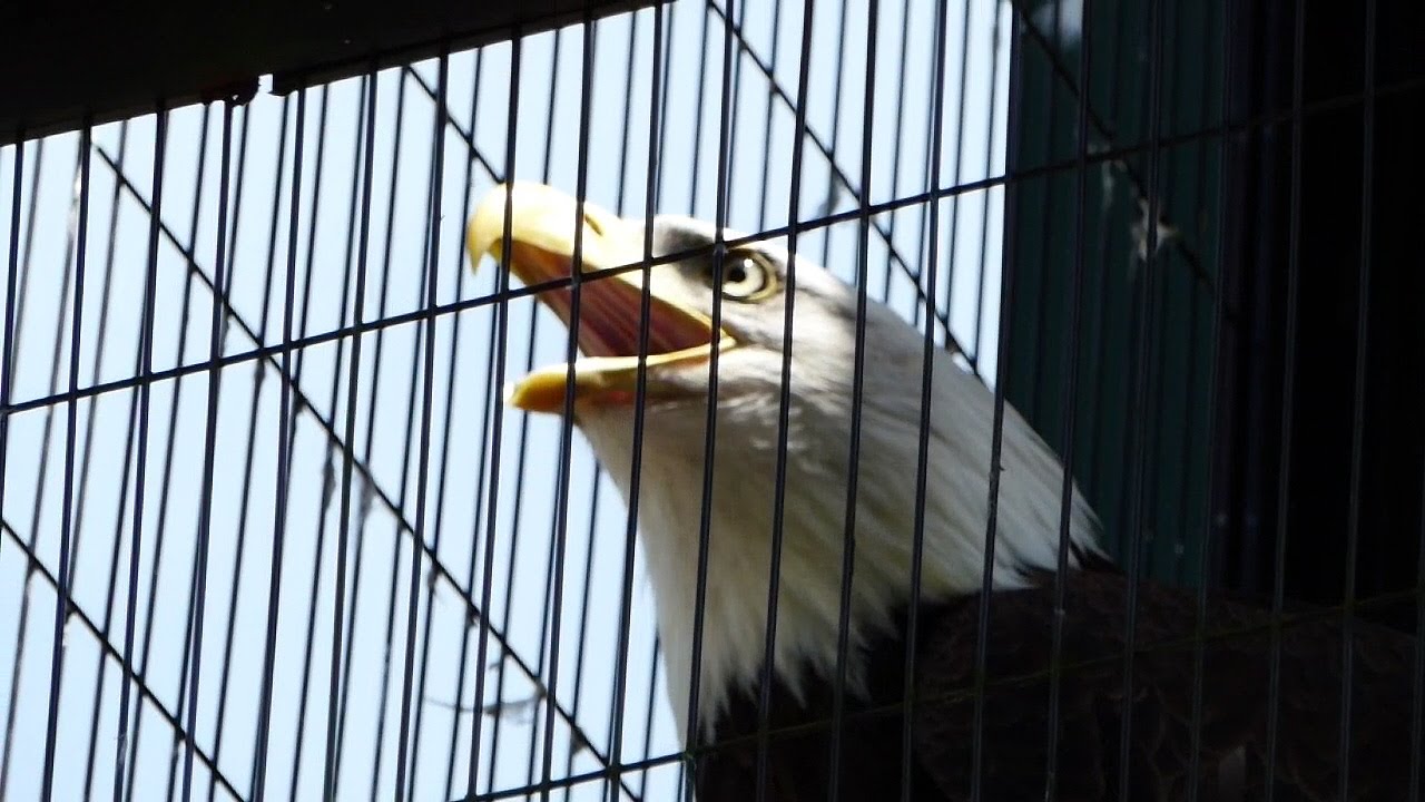 白頭鷲はアメリカの国鳥 絶滅の危機からの見事な復活 アメリカ Info 白頭鷲はアメリカの国鳥 絶滅の危機からの見事な復活 アメリカ Info