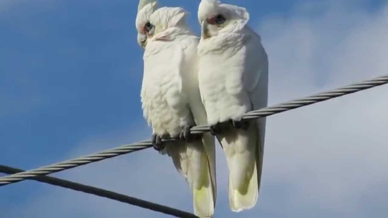 Noisy Corellas