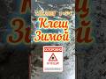 клещ зимой #shorts #природа #nature