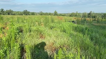 English Setter Blanton working backing drills with a Brittany