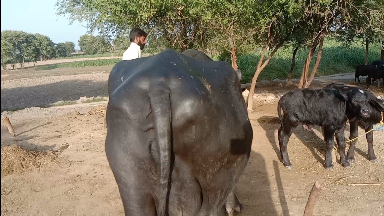 beautiful buffalo neeli Ravi for sale on YouTube in Pakistan