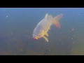 САЗАН. О чём молчат рыбы 59  Cyprinus carpio