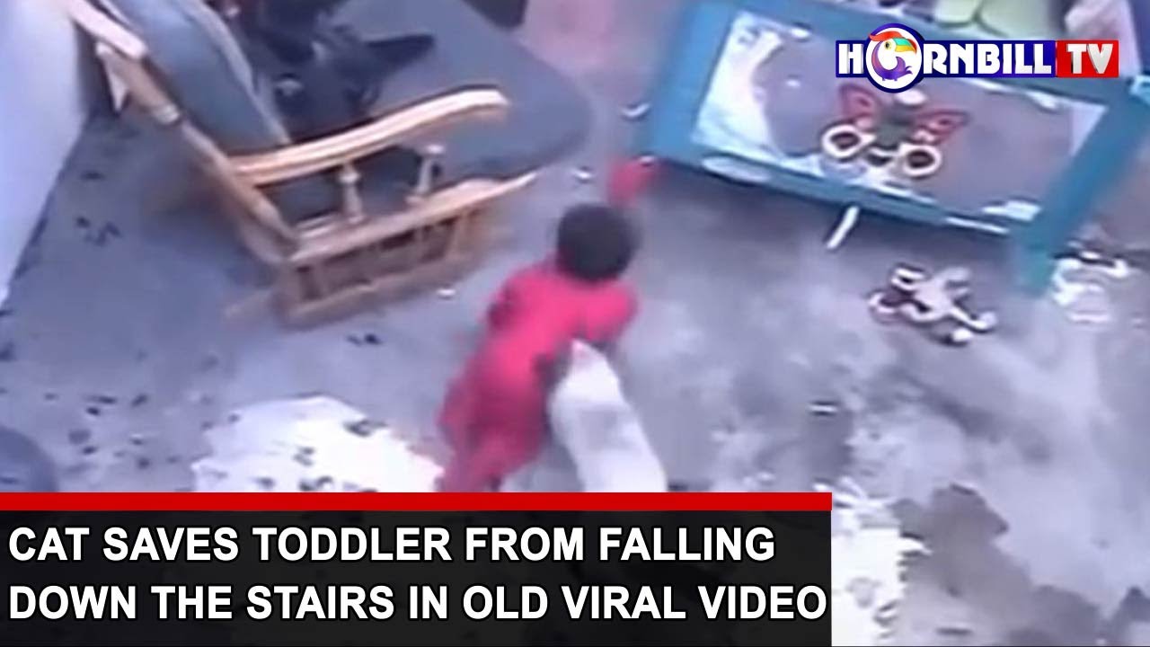 CAT SAVES TODDLER FROM FALLING DOWN THE STAIRS IN OLD VIRAL VIDEO YouTube