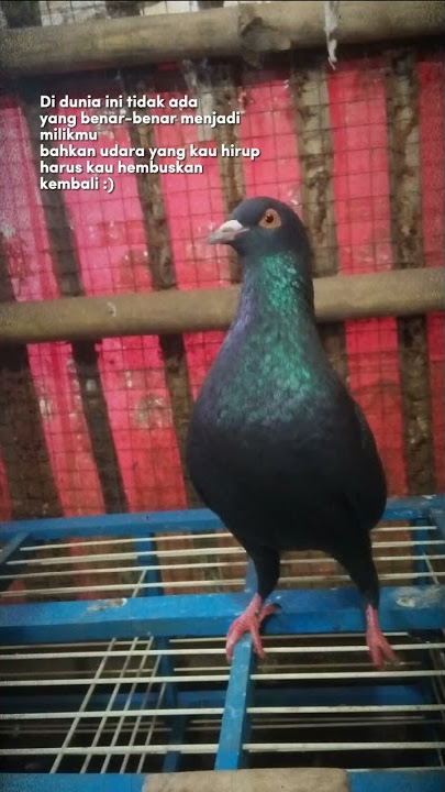 STORY WA MERPATI..#merpatikolong #shorts #shortvideo #merpati #merpatiku #merpatibalap