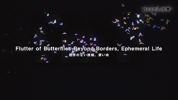 Flutter of Butterflies Beyond Borders, Ephemeral Life / 境界のない群蝶、儚い命