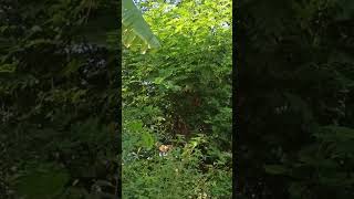 Download Lagu Suara Burung kendasih Emprit Gantil Alami Di Semak- Semak #youtubeshort #shortsyoutube # MP3