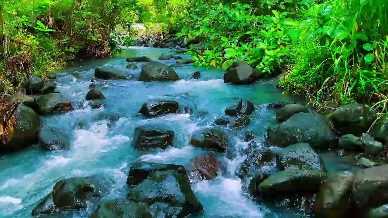 Live Stream 🌿 Deep Relaxation: Calming River & Forest Sounds | Nature ASMR 🍃🎧