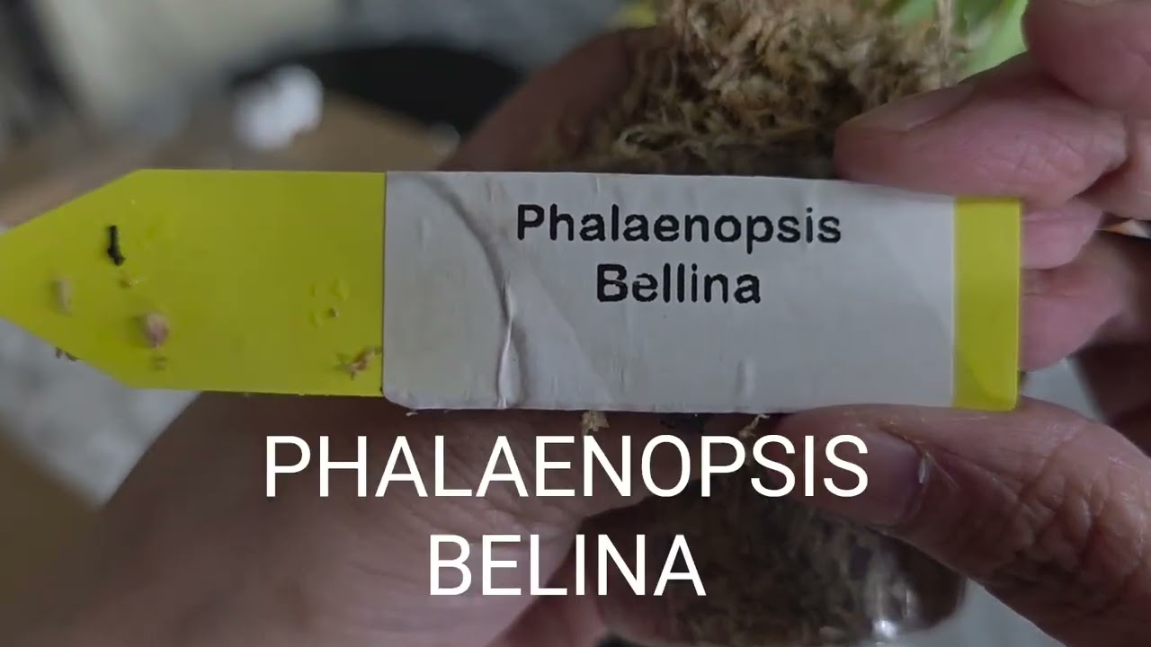 ORCHIDS HAUL REPLACEMENT 2/16/2026