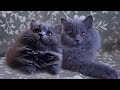 Blue British longhair kittens Awe and Azur の動画、YouTube動画。