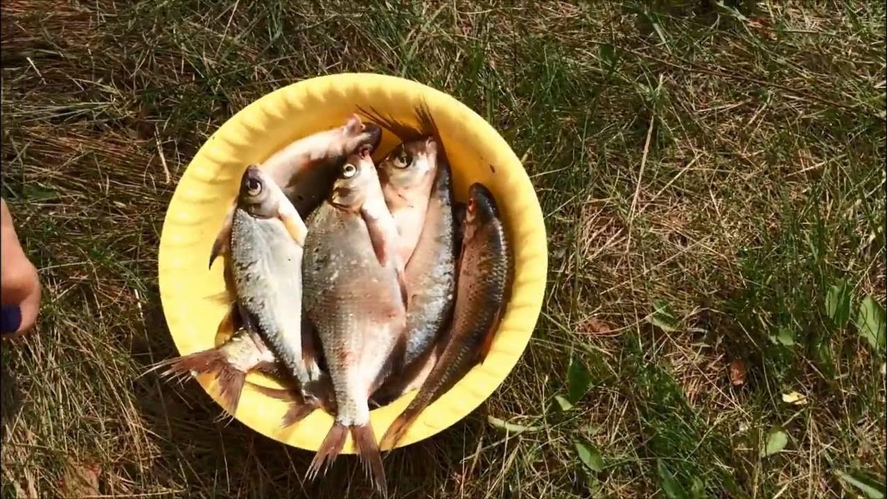 Клев на рузском. Рыбалка на Рузе. Летняя рыбалка в Рузе. Рыбалка на Рузском водохранилище летом. Река Руза рыбалка.