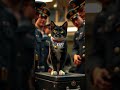 Cats Guarded Naval Base in WWII!