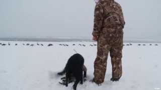 Labrador Retriever Training For Geese Hunting