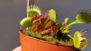 Dionaea Muscipula Cross Teeth Huge Venus Fly Trap