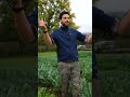 #cicorie nell'orto autunnale e invernale #riciclo #orto #mattthefarmer #shorts #insalataromana