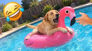 Funniest Animal Videos 2026 ๐ Animals Taking Things Way Too Far