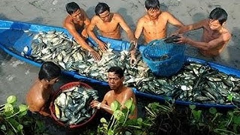 MÙA BẮT CÁ ĐỒNG TẠI RỪNG U MINH - CÀ MAU