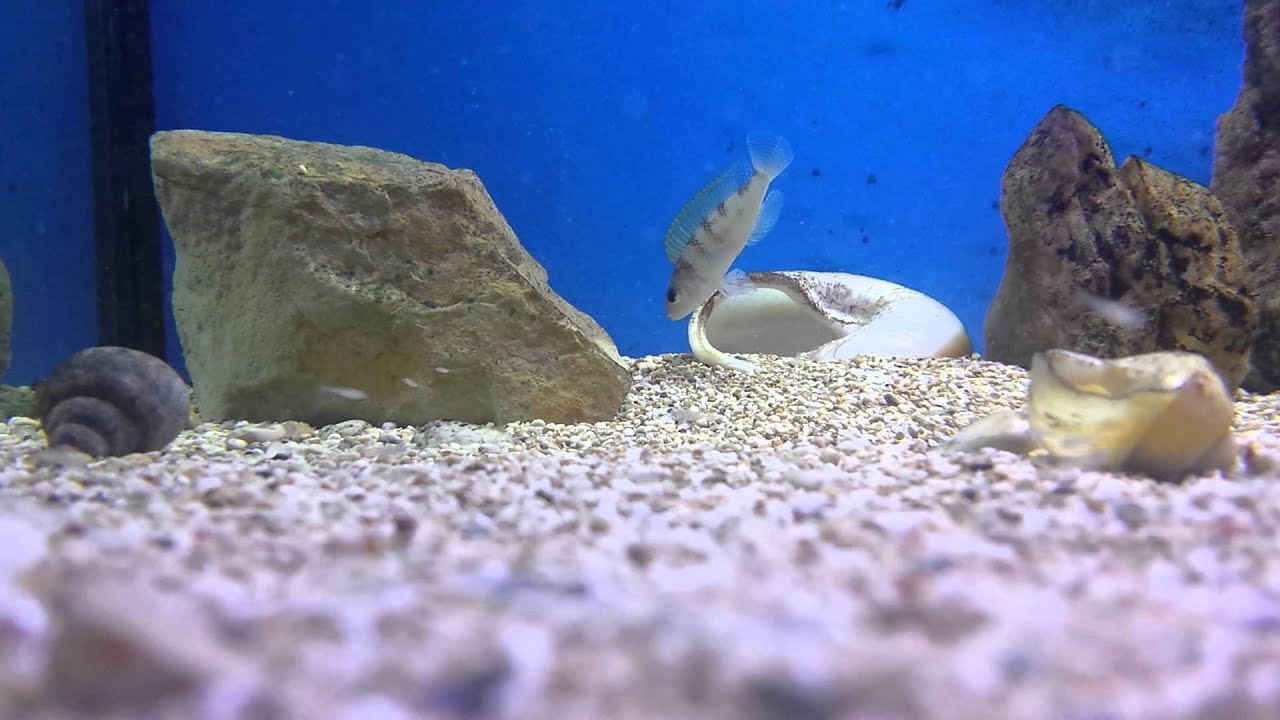 camera iphone 8 plus apk Neolamprologus caudopuntactus