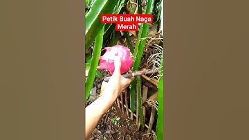 PETIK BUAH NAGA MERAH | PANEN BUAH NAGA#shorts