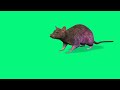كروما شاشه خضراء فأر مخيف للمونتاج 