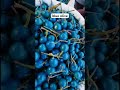 Blue olive #shortvideo #fruit #olive #blueolive #insrilanka