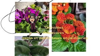 Orchidées, primevères , zamio et petits tours en jardineries...