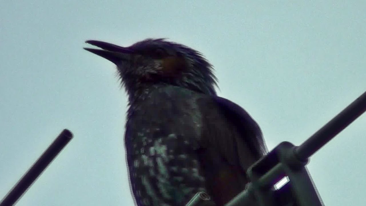 ヒヨドリの鳴き声～地鳴き～Brown-eared Bulbul 