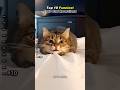 Top 10 funniest cute cat reactions😂 #ranked #ranking #funny #cat #reaction #shorts