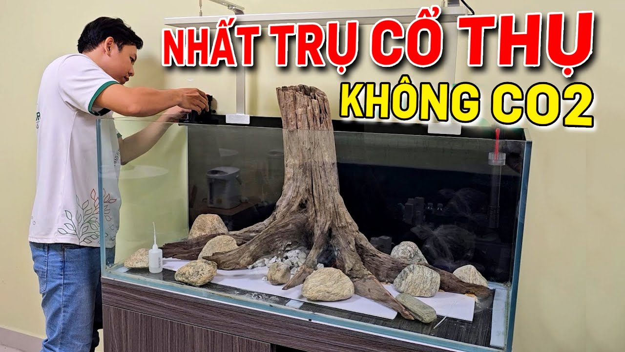 Setup hồ thuỷ sinh nhất trụ cổ thụ 1m2 không co2 đơn giản dễ chăm sóc ...