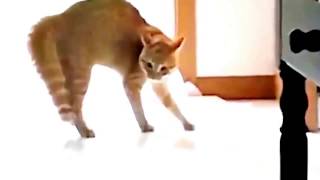 Приколы с Кошками Смешное Видео