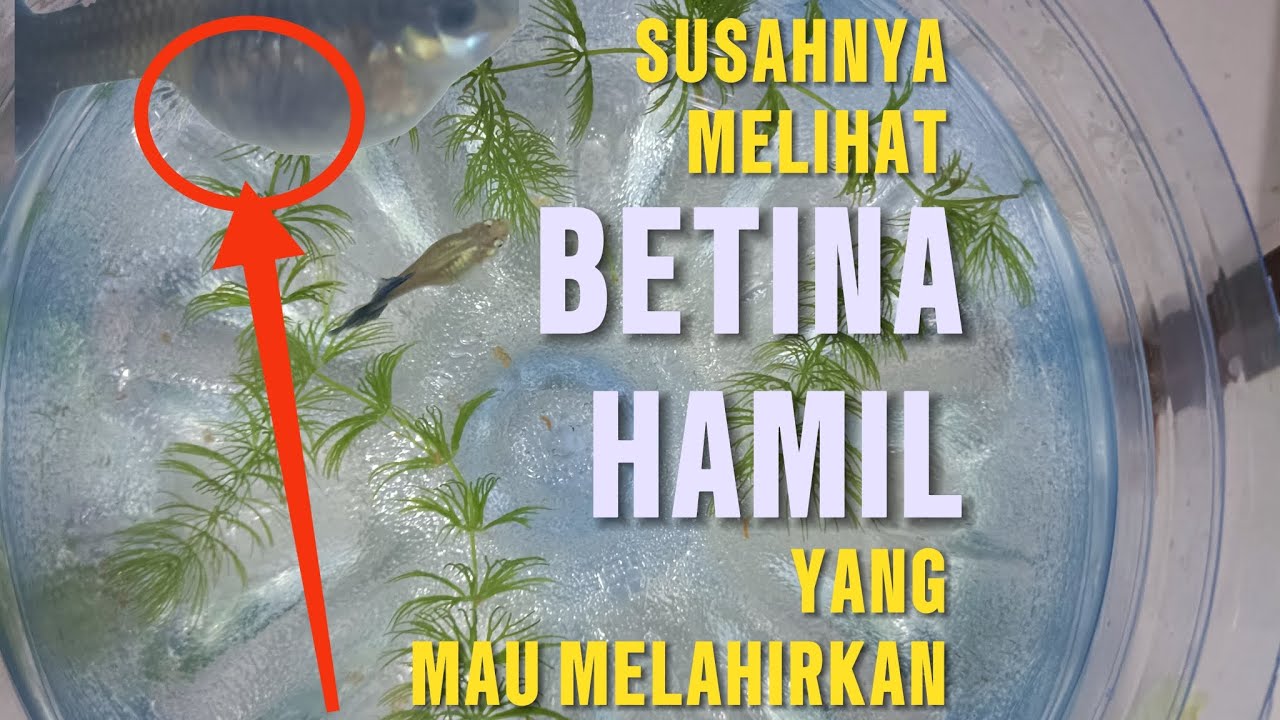 Kok Susah Banget Lihat Guppy Betina Mau Lahiran ?!