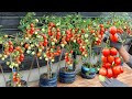 Growing superfruitful tomatoes with just a few plastic bottles