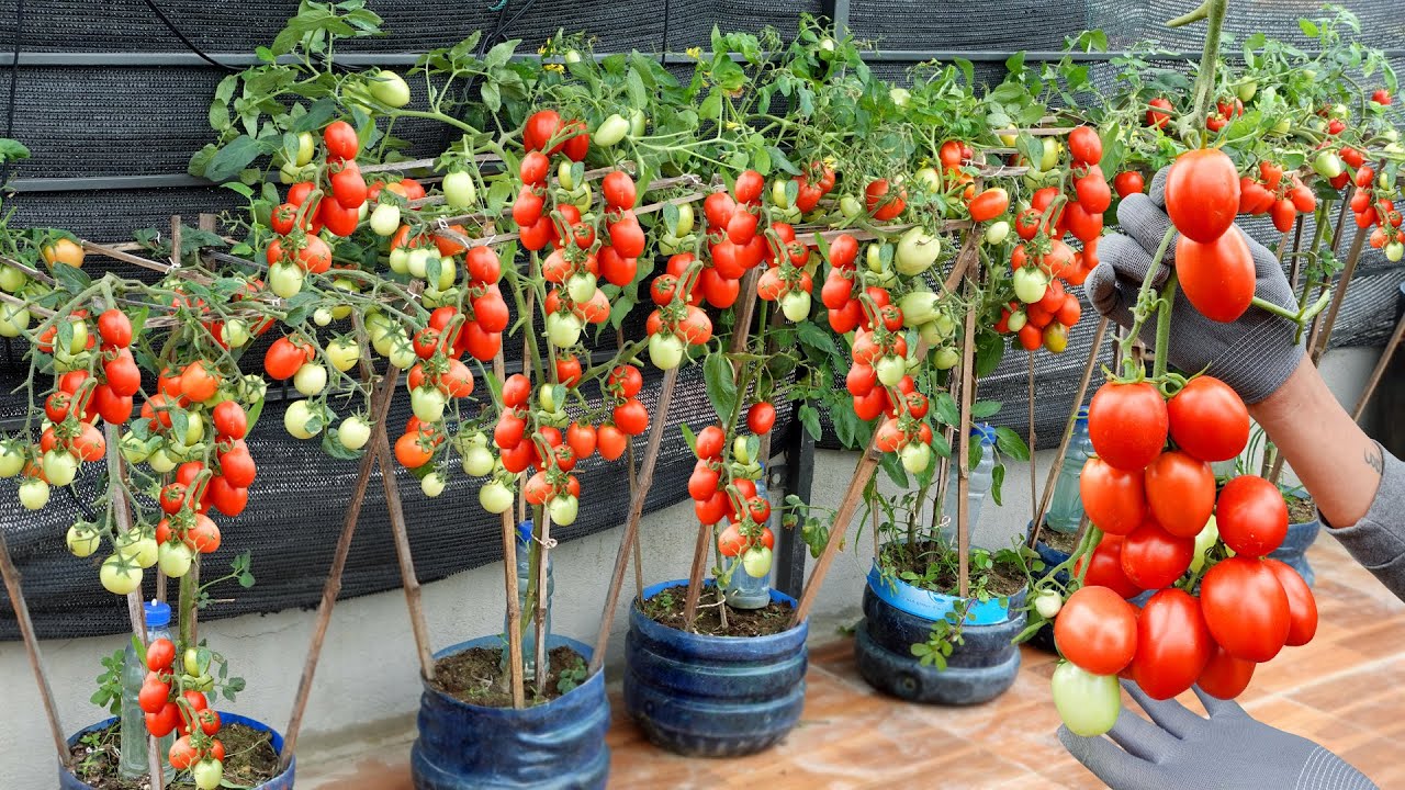 Growing super fruitful Tomatoes with just a few plastic bottles - YouTube