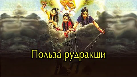 ПОЛЬЗА РУДРАКШИ. ИЗ ПЛОДОВ СВЯЩЕННОГО ДЕРЕВА РУДРАКШИ ДЕЛАЮТСЯ  ШИВАИТСКИЕ ЧЁТКИ.