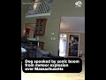 Dog spooked by sonic boom from meteor exploding over Massachusetts