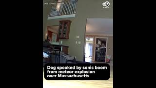 Dog spooked by sonic boom from meteor exploding over Massachusetts