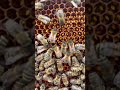 Bees On A Brood Comb! Close up! 🐝 #bees