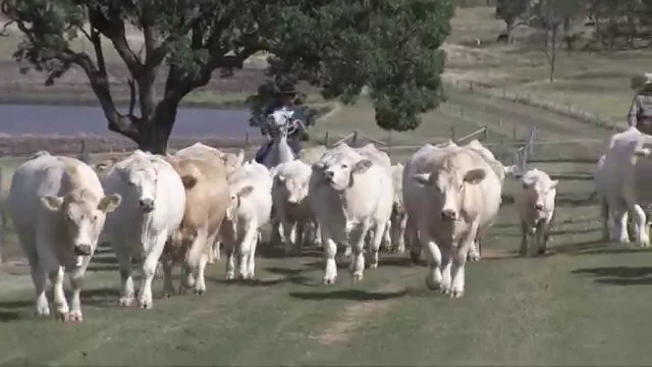Ascot Charolais & Angus Corporate Video 2015
