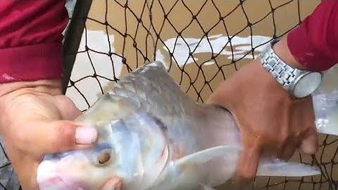 MÙA CÂU CÁ CÓC TOÀN TRÊN 2KG - CHIÊN XÙ NƯỚC MẮM GỪNG THÌ HẾT BÀI