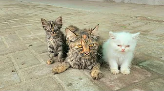 In the cold rain, a stray cat worried about her kittens, her eyes full of fear and despair.