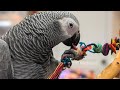 Cage Setup for an African Grey! Which Parrot Toys Will She Like? Parrot Cage Tour | Marlene Mc'Cohen