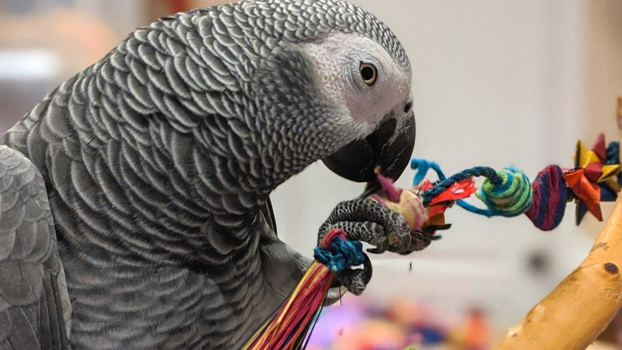 Cage Setup For An African Grey Which