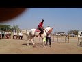 Horse dance competition bhigwan घोडा डान्स स्पर्धा भिगवण  2022 टाकळीचा धंगेकरांचा घोडा 7666749643
