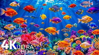 Aquatic Journey 4K — Explore Giant Aquariums & Colorful Sea Creatures in 4K Ultra HD