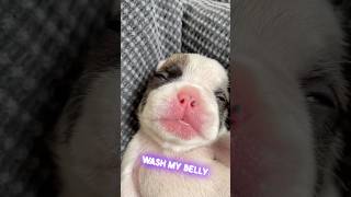 Sim Lave Minha Pancinha 🤣 #frenchie #bulldogfrances #caminhoparaumavidamelhor